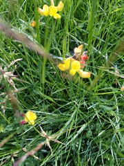 Lotus corniculatus