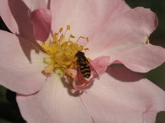 Eupeodes latifasciatus