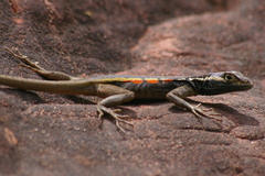 Tropidurus melanopleurus
