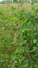 Amelanchier