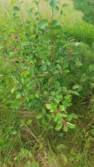 Amelanchier