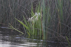 Hymenocallis choctawensis