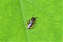 Pachyhalictus