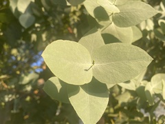 Eucalyptus neglecta