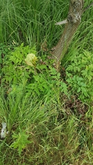 Angelica sylvestris
