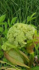 Angelica sylvestris