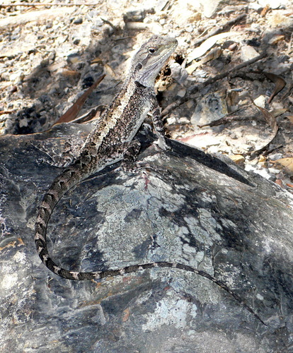 Jacky Dragon, photo 2 of 7
