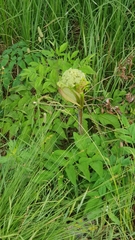 Angelica sylvestris
