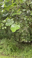 Populus deltoides