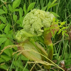 Angelica sylvestris
