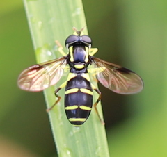 Xanthogramma pedissequum
