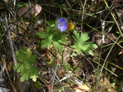 Geranium lanuginosum