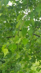 Betula pendula