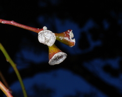 Eucalyptus baueriana thalassina