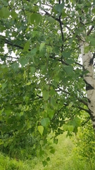 Betula pendula
