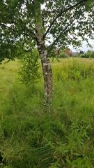 Betula pendula