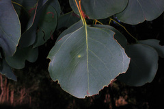 Eucalyptus baueriana thalassina