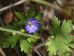 Geranium lanuginosum