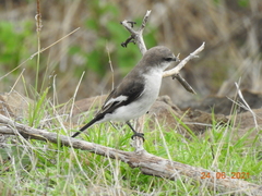 Pericrocotus erythropygius
