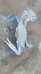 Callinectes similis