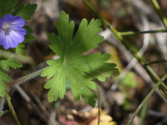 Geranium lanuginosum