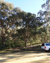 Eucalyptus baueriana thalassina