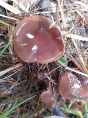 Thaxterogaster submagellanicus