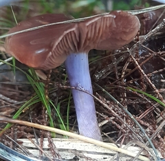 Thaxterogaster submagellanicus