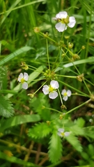 Alisma plantago-aquatica