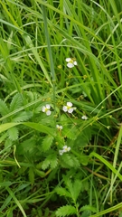 Alisma plantago-aquatica