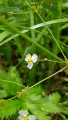 Alisma plantago-aquatica