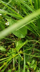 Alisma plantago-aquatica