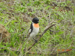 Pericrocotus erythropygius