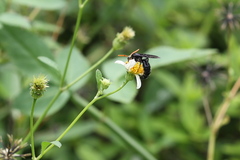 Scolia superciliaris