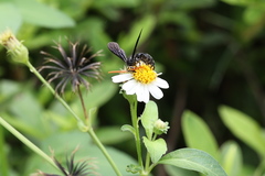 Scolia superciliaris