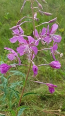 Chamaenerion angustifolium
