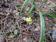 Hieracium scabrum