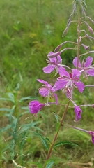Chamaenerion angustifolium