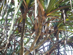 Pandanus leram