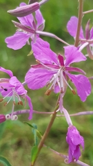 Chamaenerion angustifolium