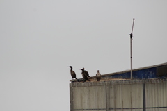 Phalacrocorax capensis