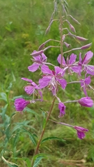 Chamaenerion angustifolium
