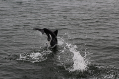 Cephalorhynchus heavisidii