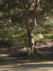 Eucalyptus baueriana thalassina