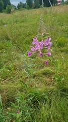 Chamaenerion angustifolium