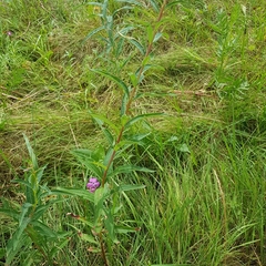 Chamaenerion angustifolium