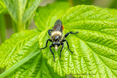 Laphria janus