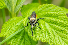 Laphria janus