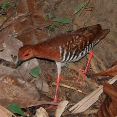 Rallina fasciata