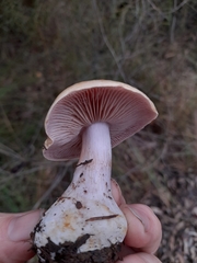 Phlegmacium lavendulense